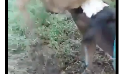 【R18：⚠️下ネタ】子牛が母乳と間違って犬のアレをしゃぶる動画が話題
