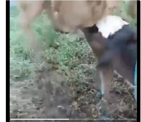 R18 下ネタ 子牛が母乳と間違って犬のアレをしゃぶる動画が話題 ヴェヴェラージ